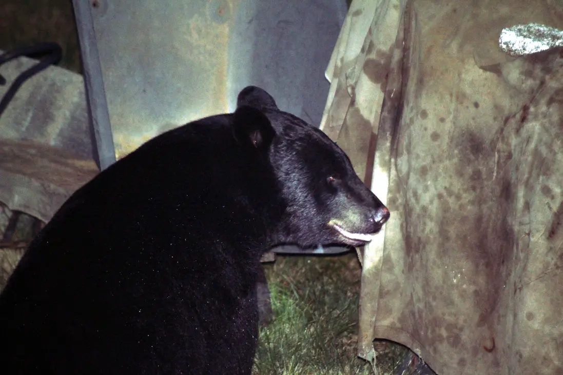 Bear In A Right State